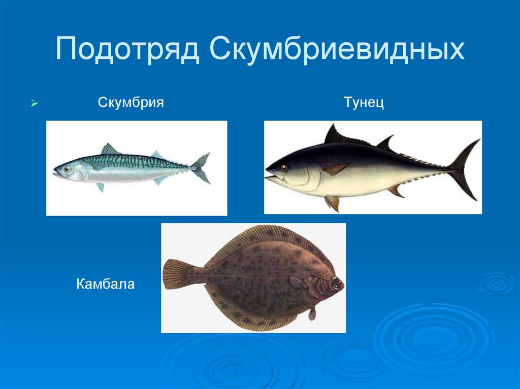 Подотряд. Промысловые рыбы. Представители промысловых рыб. Тунцы Промысловая рыба. Промысловые рыбы презентация.