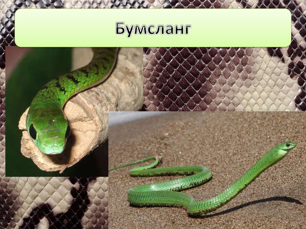 Бумсланг змея фото и описание