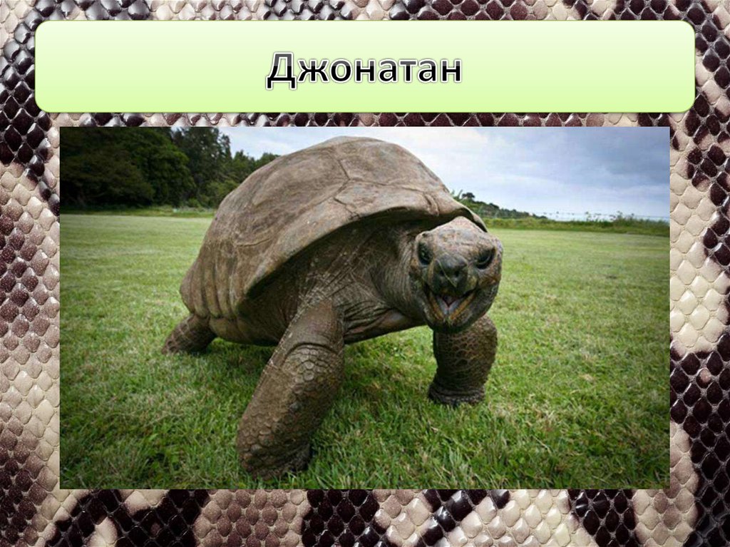 Джонатан