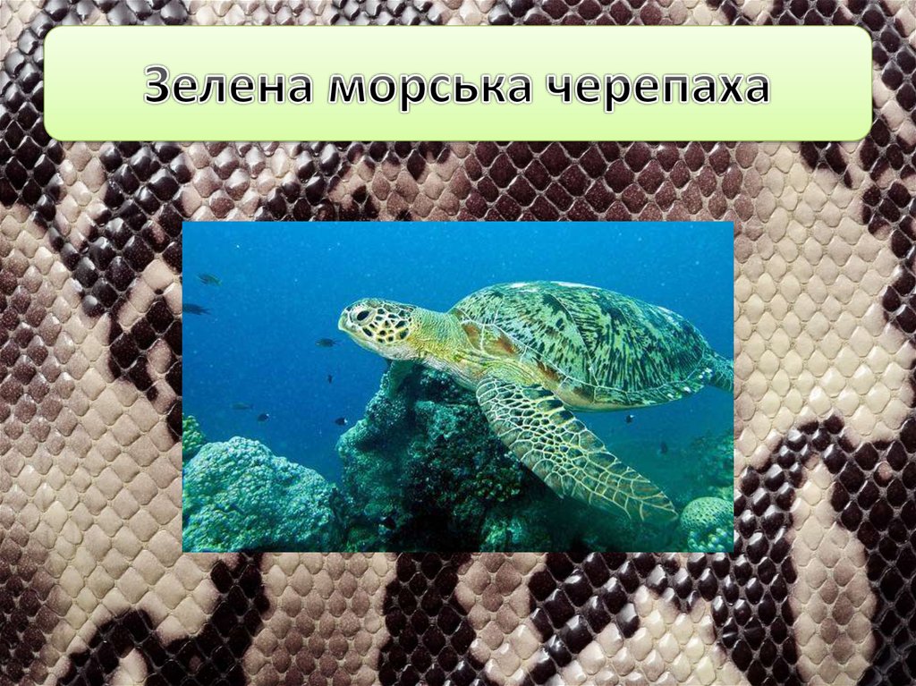 Зелена морська черепаха
