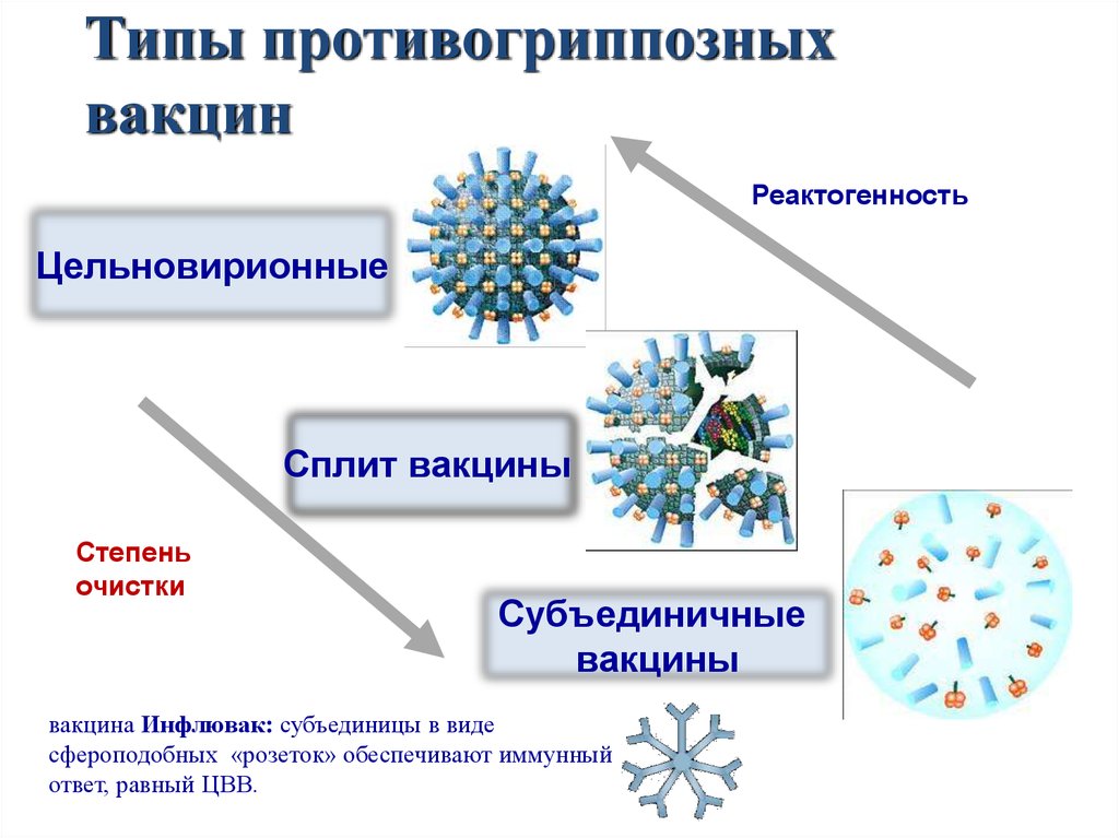 Поколение вакцин. Инактивированные цельновирионные вакцины. Цельноклетоыне вакцины. Сплит вакцина. Корпускулярные (цельноклеточные, цельновирионные) вакцины.