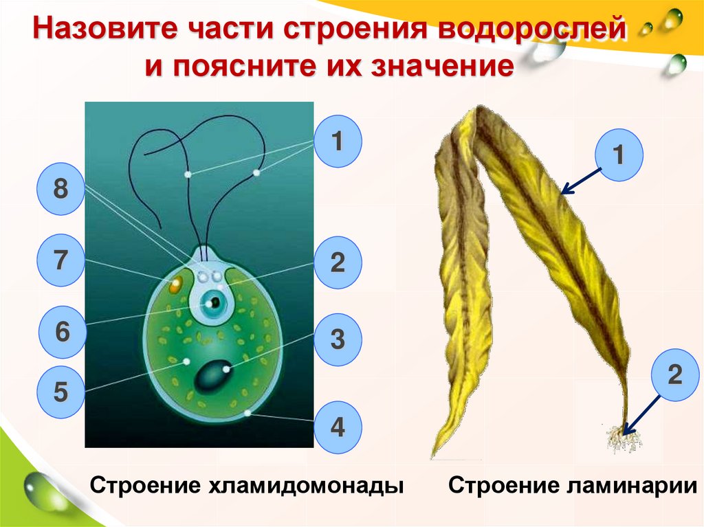 Строение водоросли рисунок