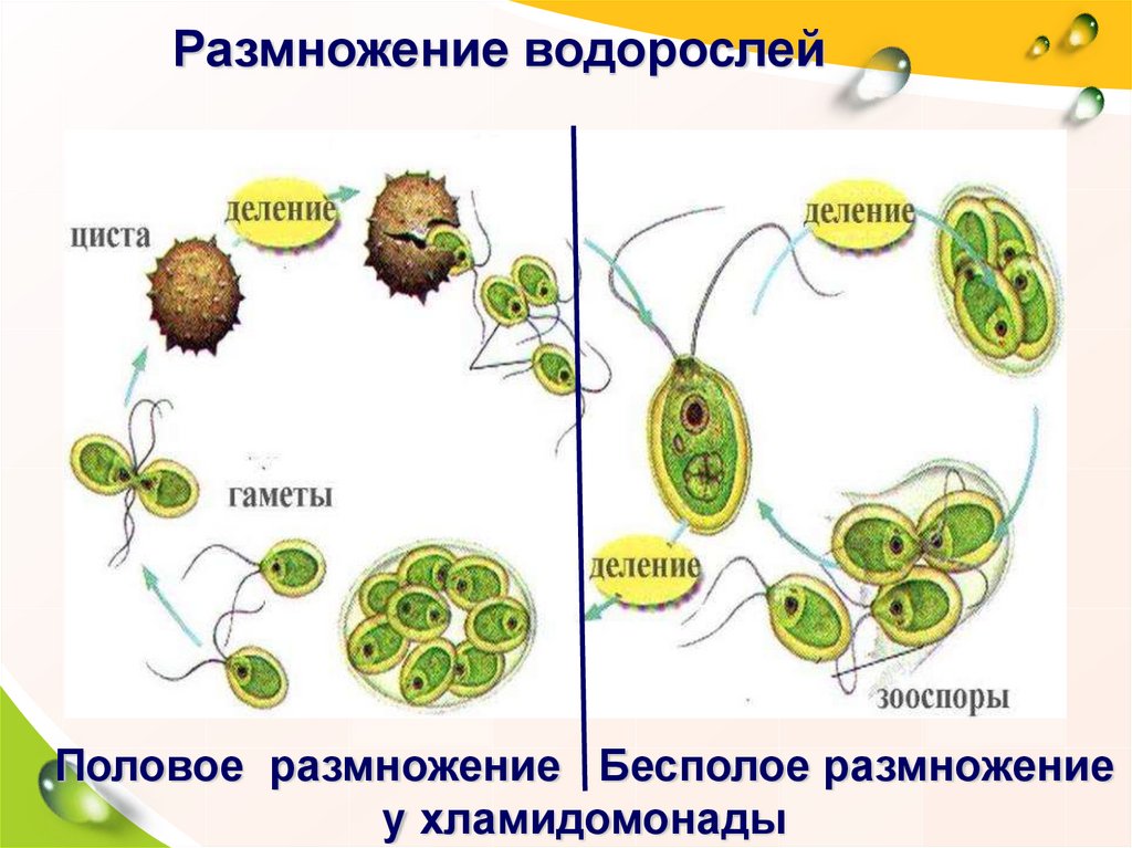 Размножение водорослей картинки