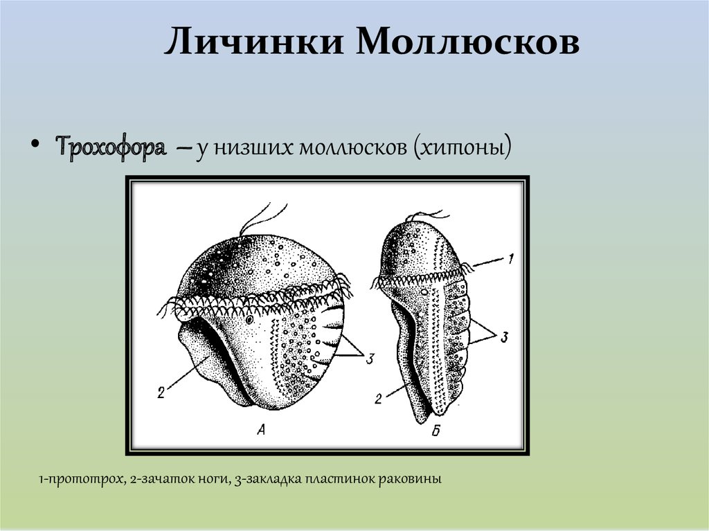 Личинки моллюсков. Личиночная стадия развития моллюсков. Трохофора моллюска. Личинка моллюска трохофора. Личинка трохофора строение моллюсков.