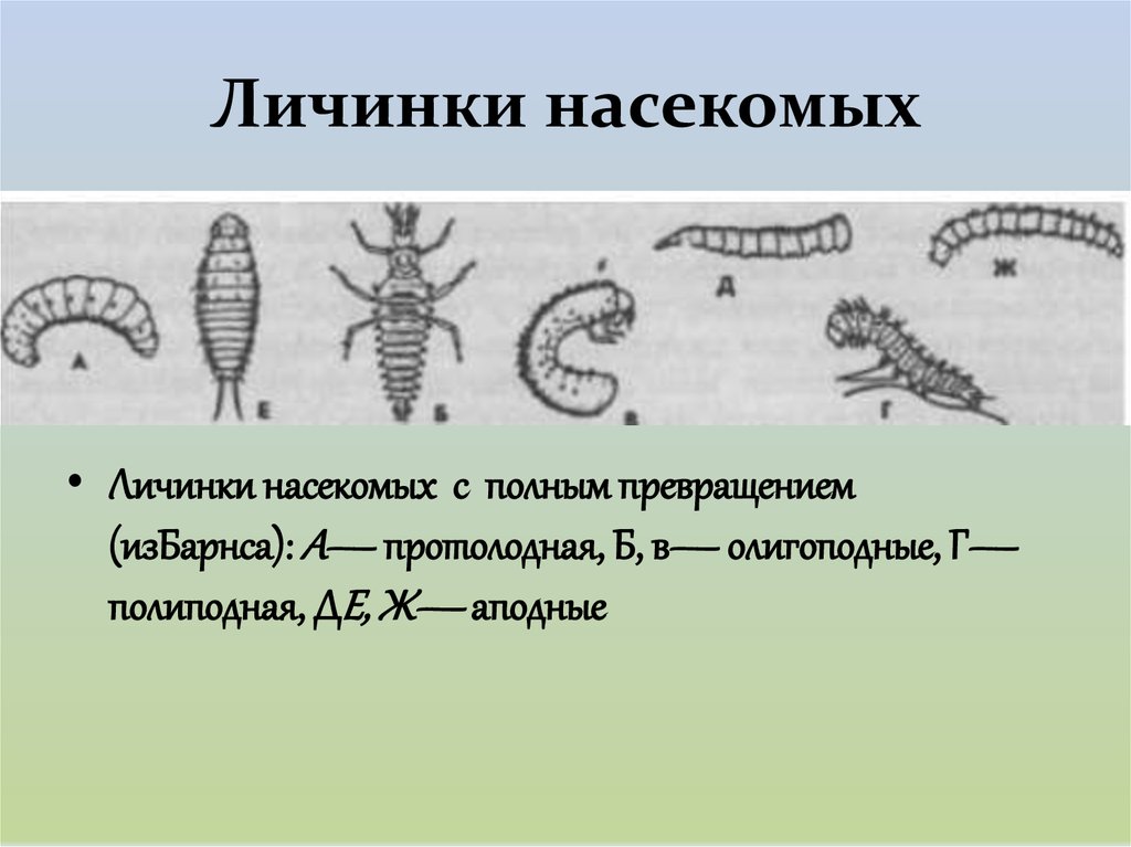 Личинка отличается от имаго