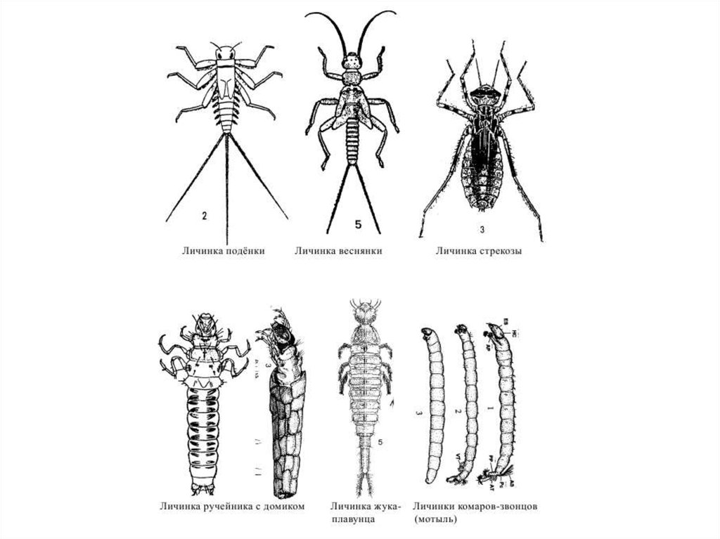 Личинка стрекозы схема