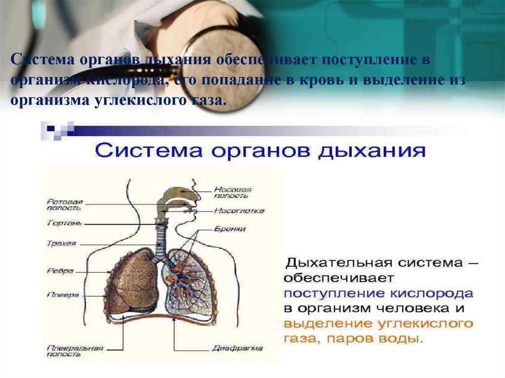 Презентация на тему профилактика заболеваний органов дыхания