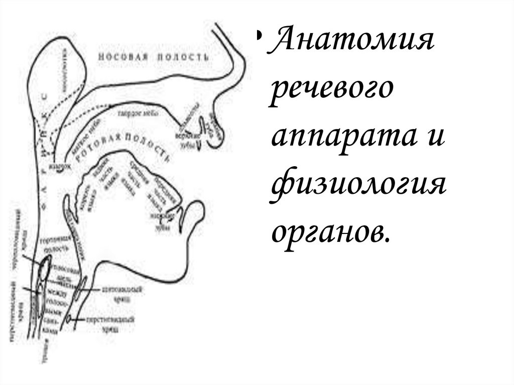 Презентация анатомия и физиология органов речи