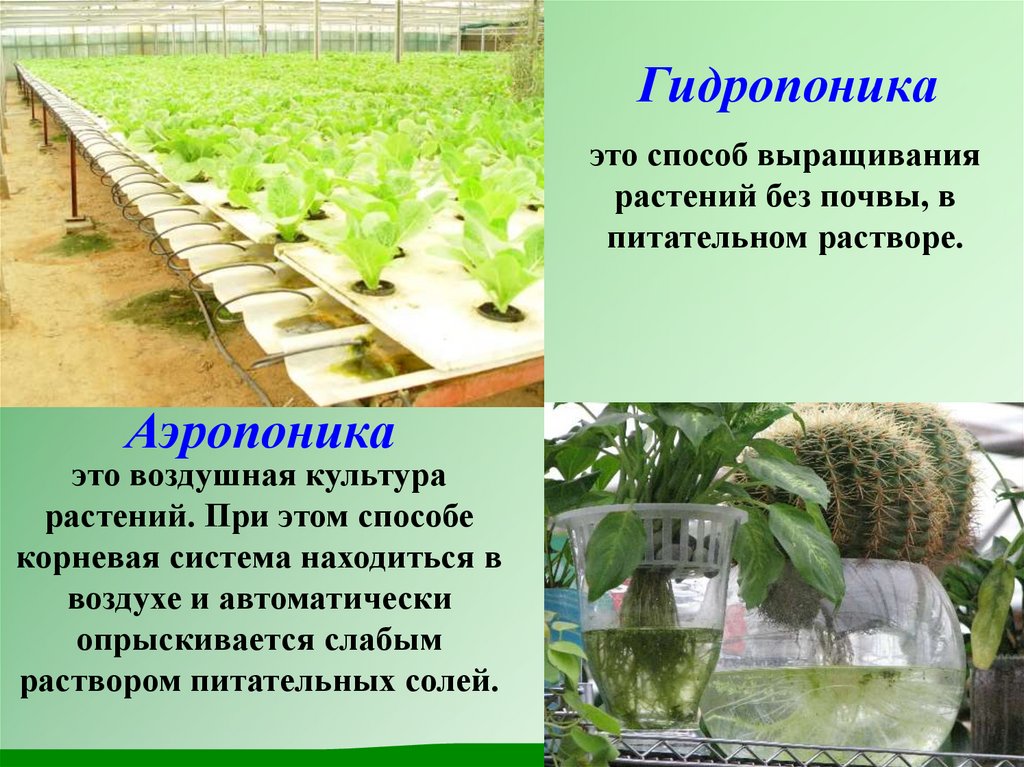 Растения которые люди специально выращивают носят название. Процесс выращивания растений. Способ выращивания растений без почвы. Растения на гидропонике. Технология гидропоники.