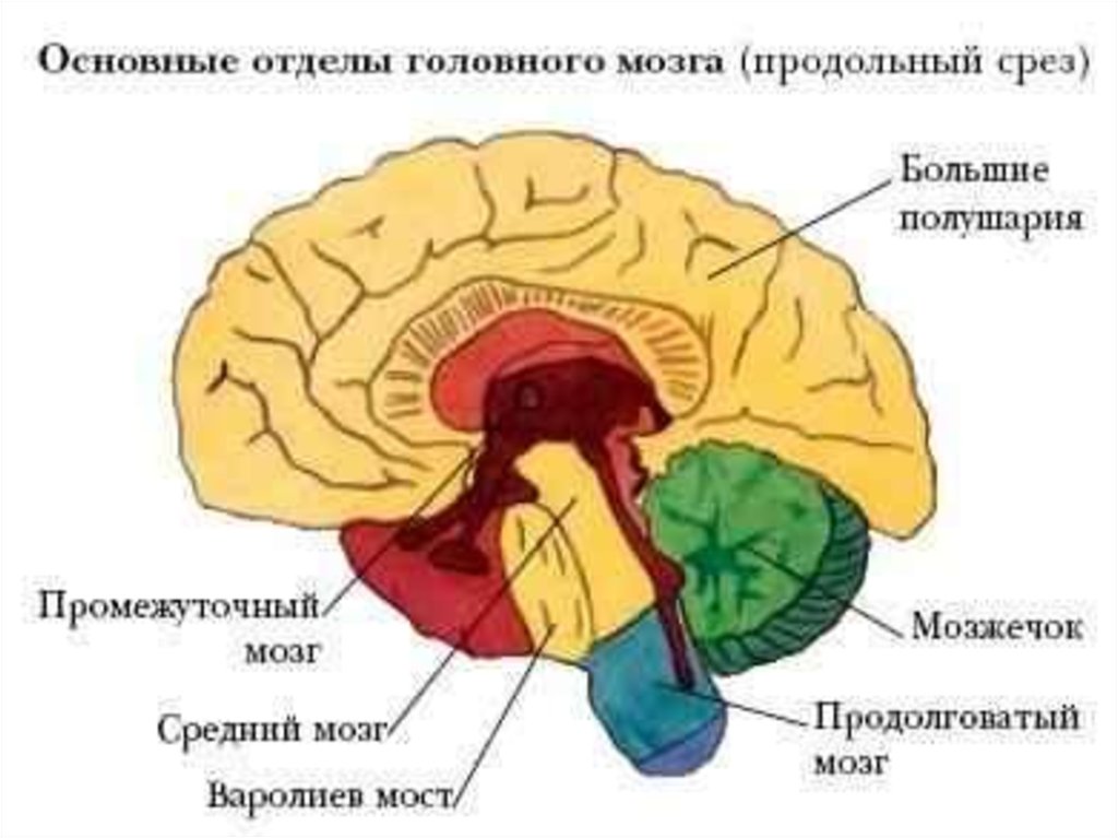 Мозг человека рисунок с подписями головной мозг