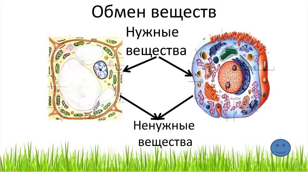 Какое значение ядра в жизнедеятельности клетки