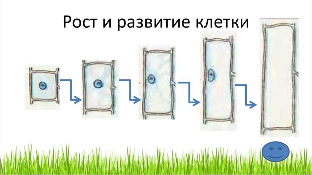 Клетка ростов. Рост и развитие растительной клетки последовательность. Процесс роста растительной клетки. Рост клетки. Рост клетки растений.