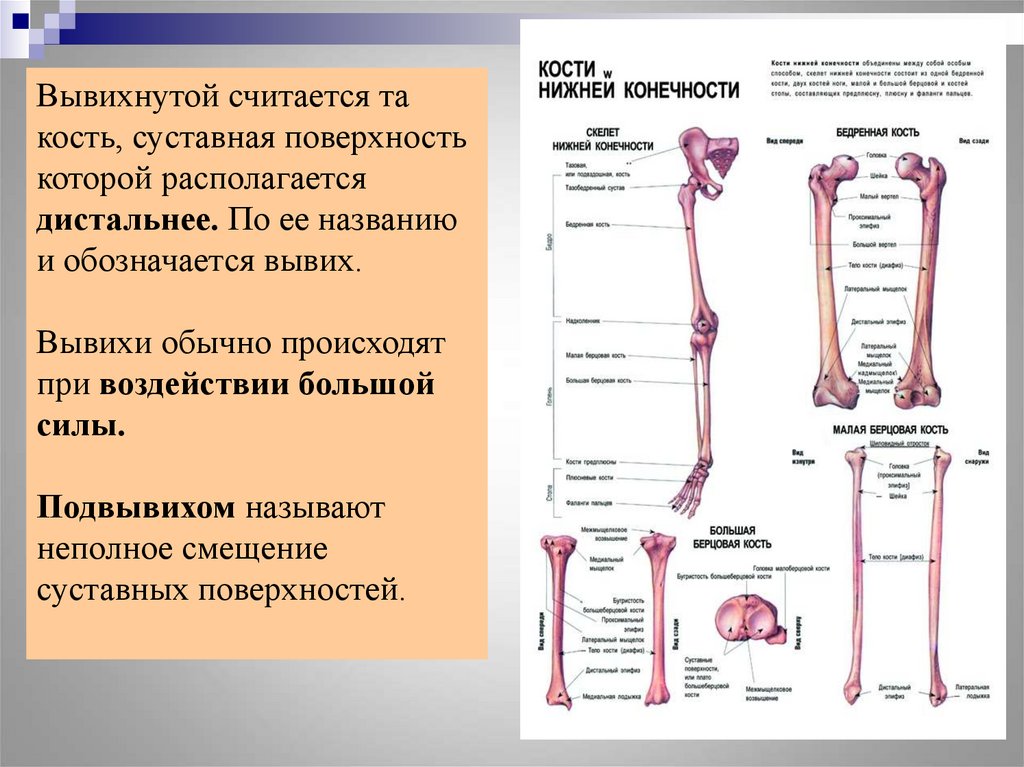 Соединение кости нижней конечности. Кости нижней конечности. Кости нижней конечности строение. Кости нижней конечности анатомия. Травмы опорно двигательной системы.