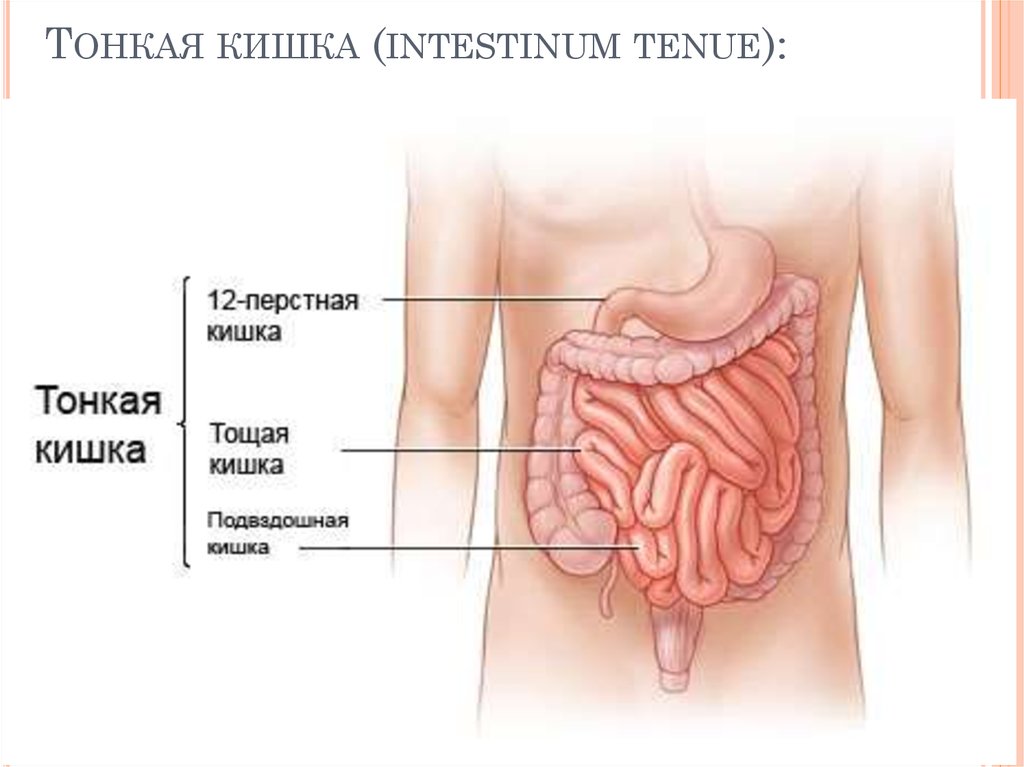 Схема кишечника женщины