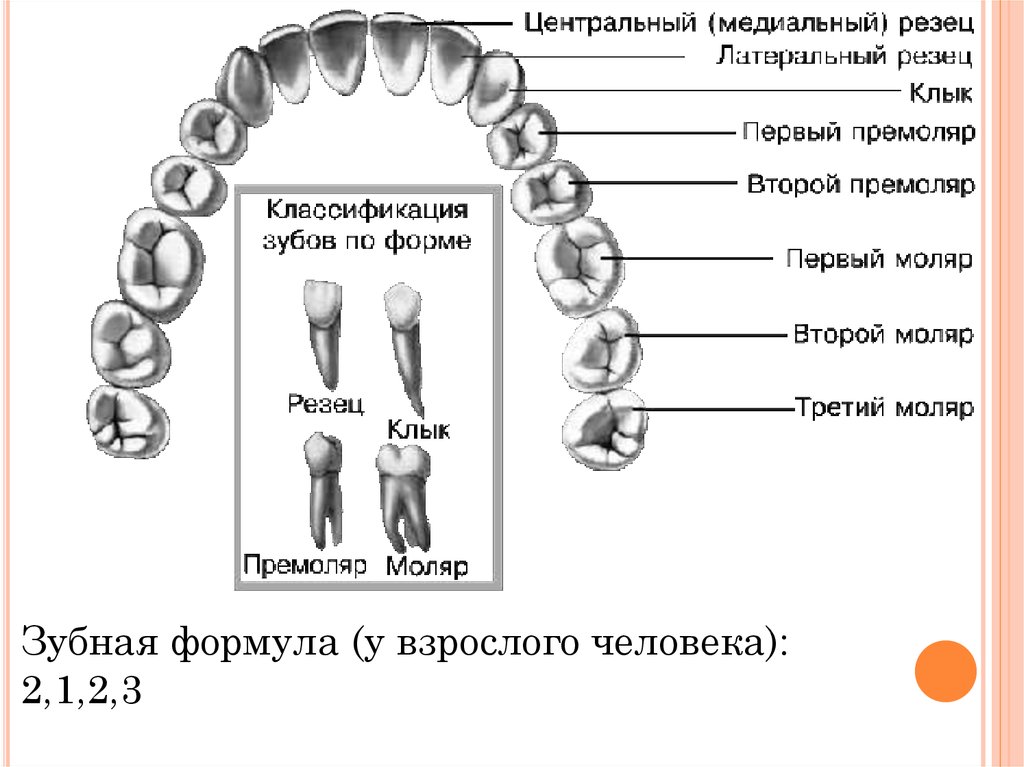 Названия зубов человека. Зубы резцы клыки коренные функции. Формула зубов резцы моляры премоляры. Резцы клыки премоляры моляры анатомия. Зубная формула молочных зубов 2123.