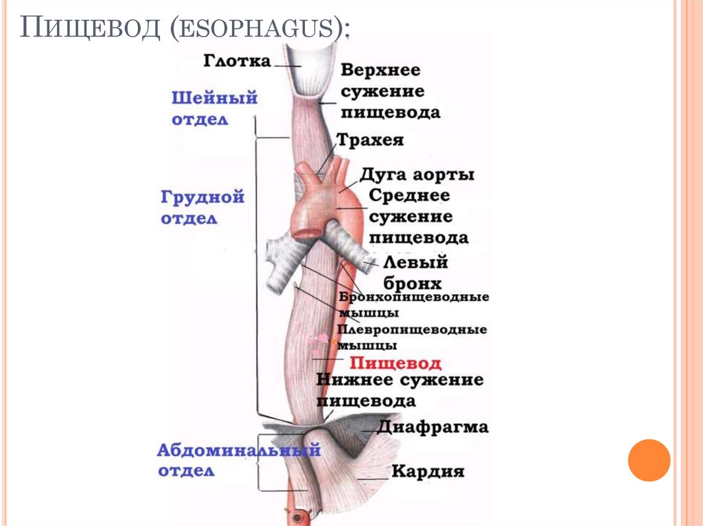 Пищевод имеет. Схема строения пищевода сужения. Анатомические сужения пищевода анатомия. Синтопия пищевода анатомия. Грудной отдел пищевода топографическая анатомия.