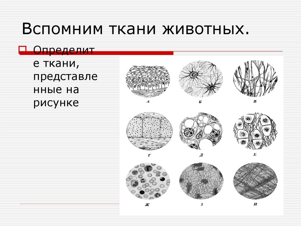 Схема тканей. Урок ткани животных. Ткани животных схема. 4 Ткани животных рисунок. Ткани животных гофрированные.