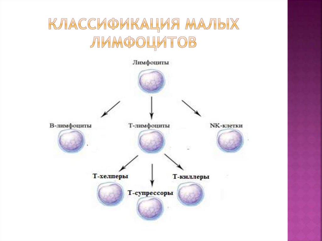 Клеточные взаимодействия