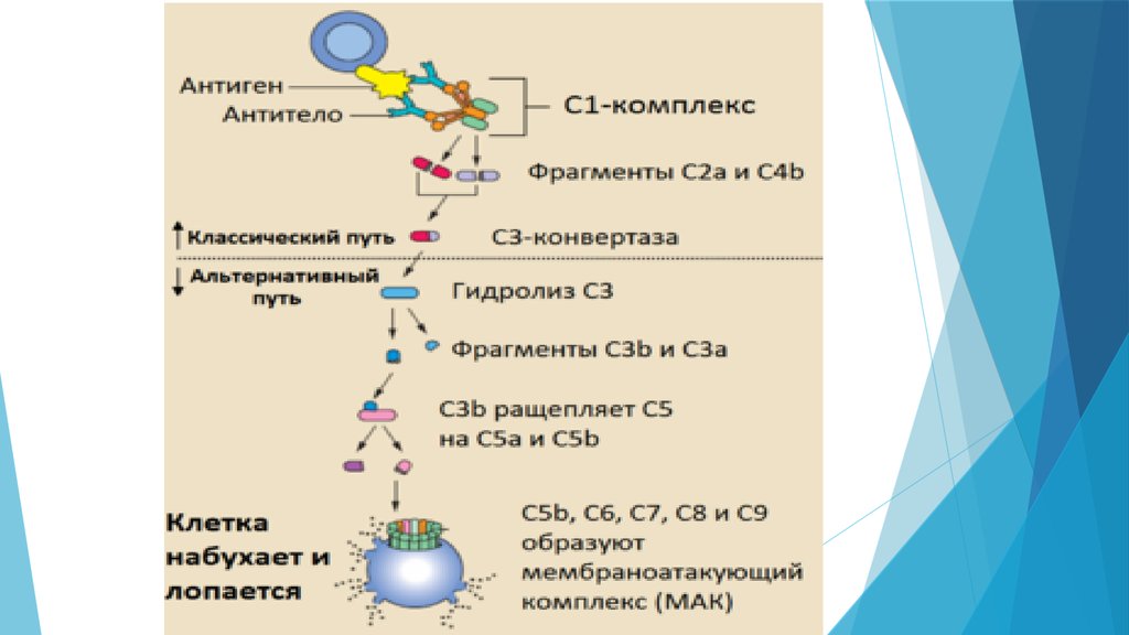 Антиген антитело что это. Реакция формирования комплекса антиген антитело. Механизм образования иммунного комплекса: антиген антитело. Механизм реакции антиген антитело. Антиген антитело схема.