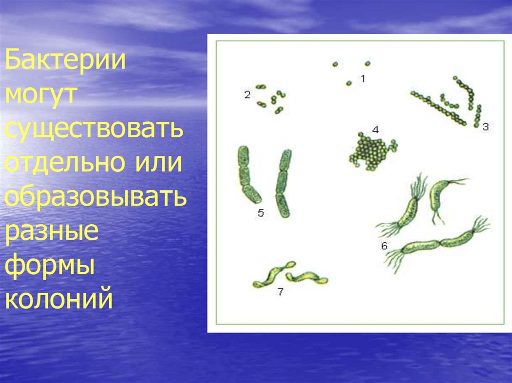 Бактерии питающиеся совместно с другими организмами