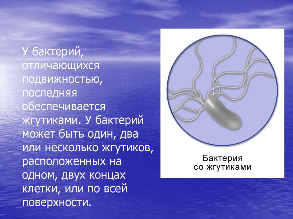 Жизнедеятельность бактерий кратко. Строение жгутиков. Жгутики и подвижность бактерий. Бактериальный жгутик. Какие бактерии имеют жгутики.