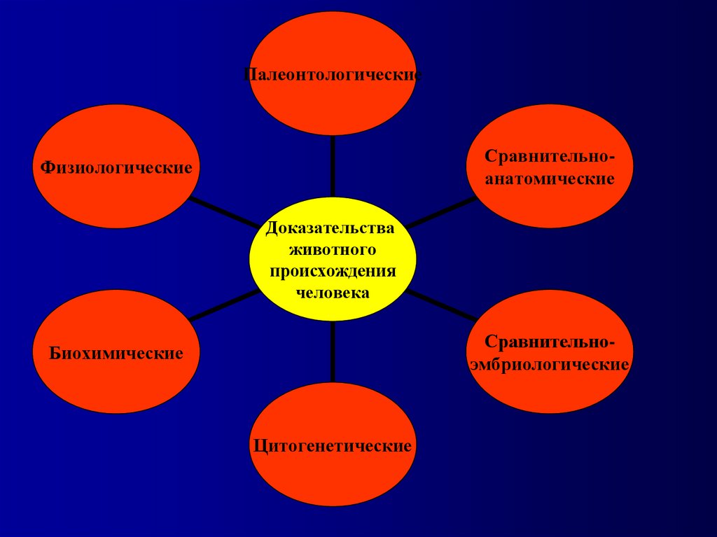 Доказательства животного происхождения. Физиологические доказательства. Доказательства животного происхождения человека цитогенетические. Таблица доказательство происхождения человека цитогенетический. Происхождение человека сравнительно ана.