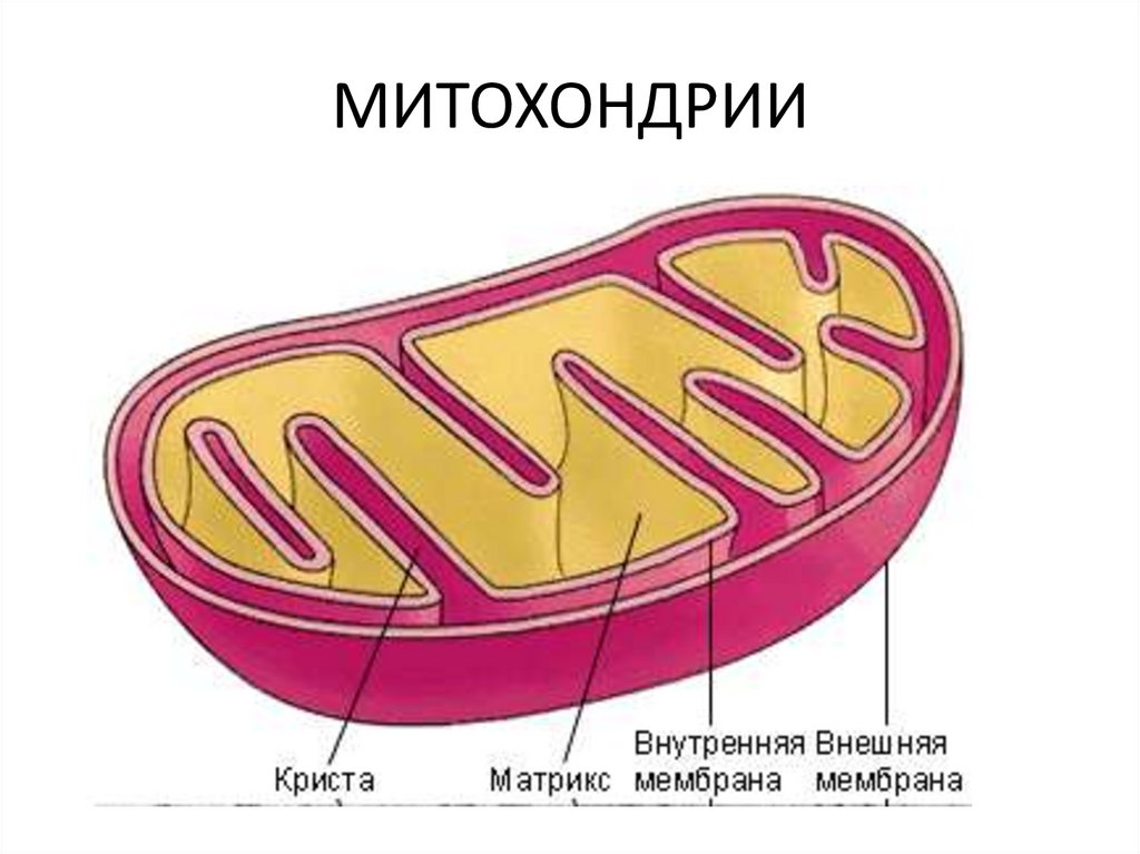 Схема митохондрии с подписями