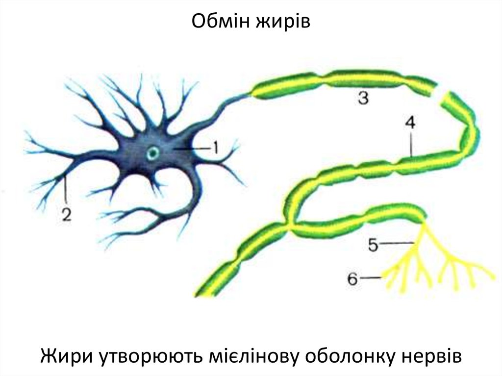 Короткие отростки аксоны сильно. Нейрон Аксон дендрит синапс. Нейрон дендриты это короткие отростки. Дендриты это короткие ветвящиеся отростки. Дендрит нейрона.