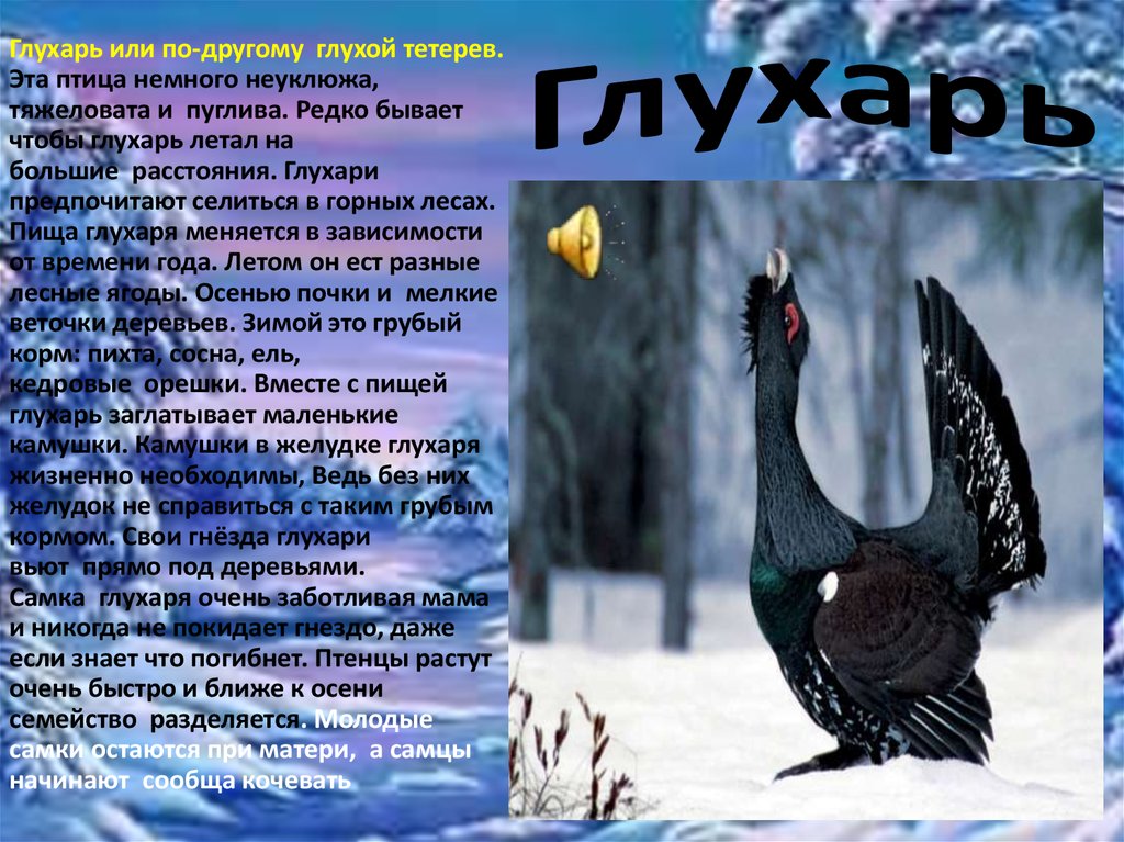 Текст про глухаря