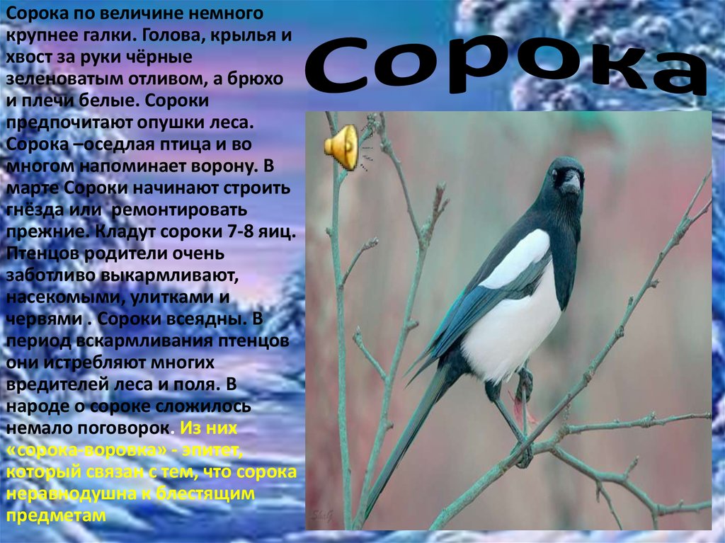 Краткое содержание сорока. Сорока оседлая птица. Голова Крылья хвост черные. Птица с черной головой крыльями и хвостом. Сорока как оседлая птица.