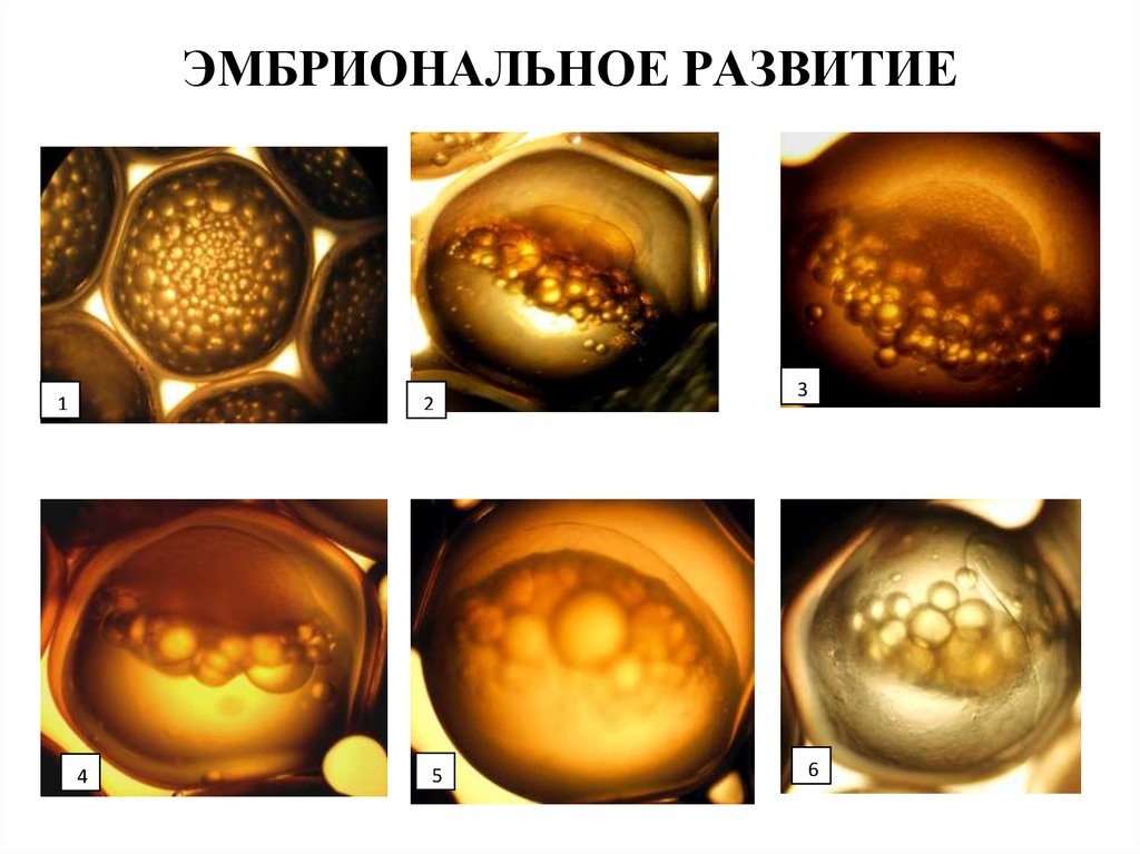 ЭМБРИОНАЛЬНОЕ РАЗВИТИЕ
