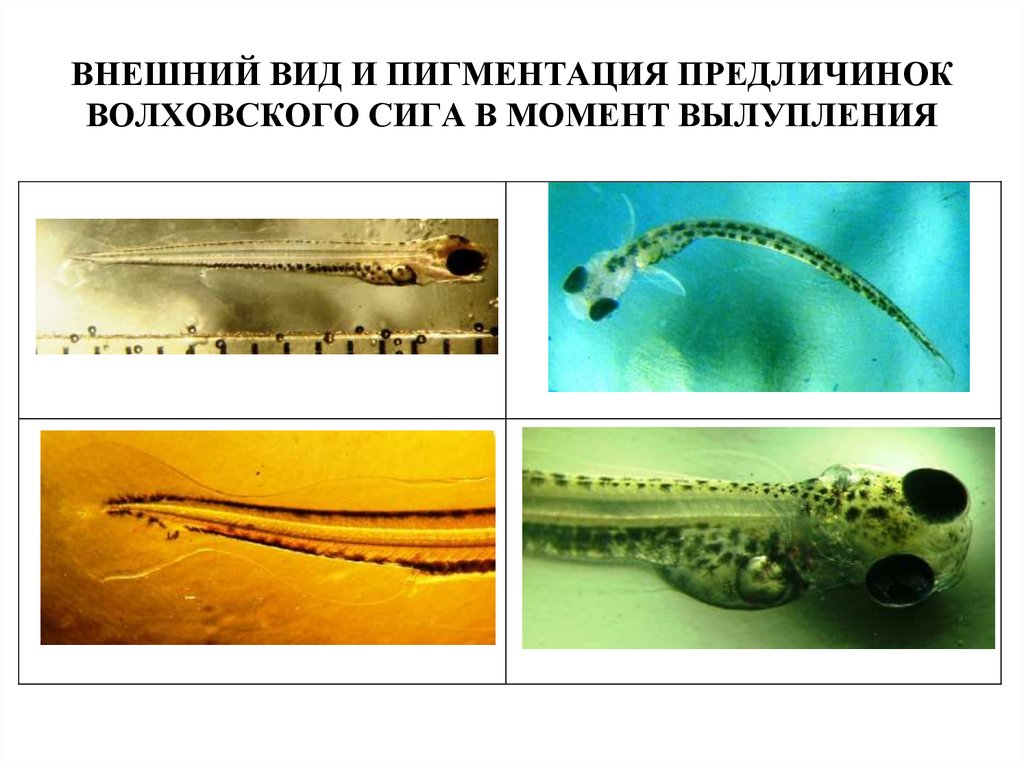 ВНЕШНИЙ ВИД И ПИГМЕНТАЦИЯ ПРЕДЛИЧИНОК ВОЛХОВСКОГО СИГА В МОМЕНТ ВЫЛУПЛЕНИЯ