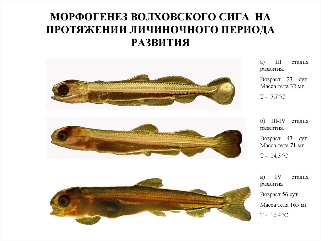 МОРФОГЕНЕЗ ВОЛХОВСКОГО СИГА НА ПРОТЯЖЕНИИ ЛИЧИНОЧНОГО ПЕРИОДА РАЗВИТИЯ
