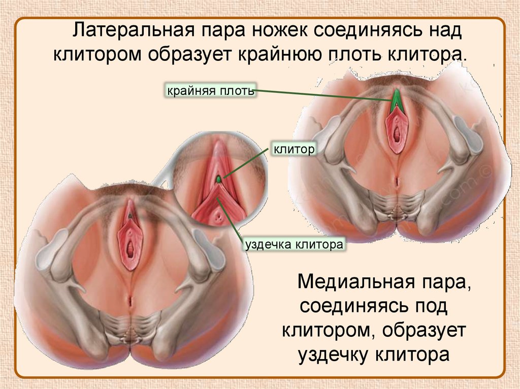 Под капюшоном: необычное строение клитора и что с этим делать