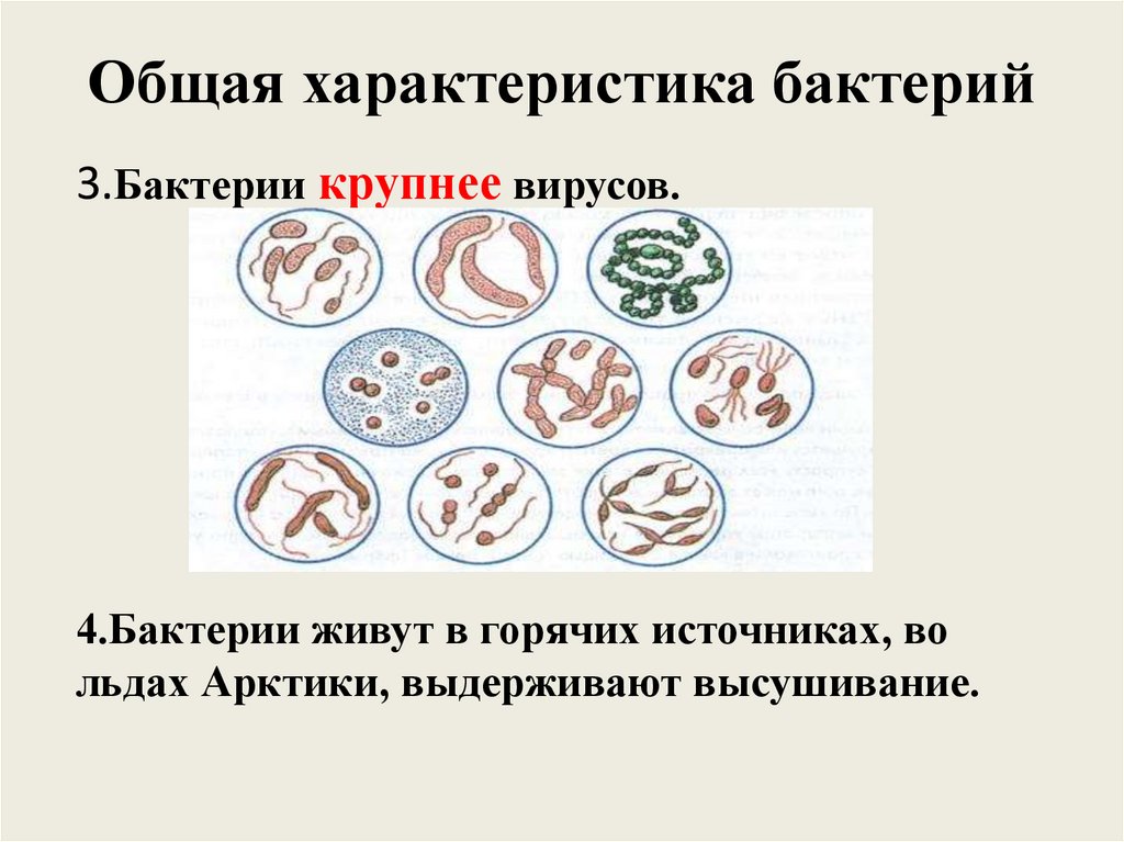 Общие свойства бактерий