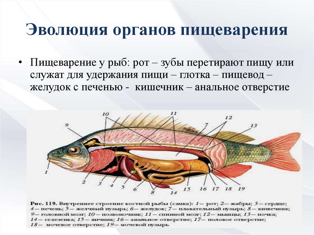 Пищеварительная система рыб схема