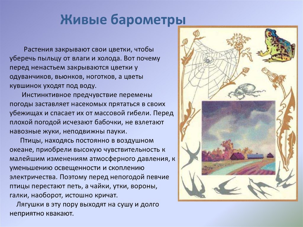 Живое сообщение. Живые барометры природы. Живые барометры природы презентация. Животные барометры природы. Проект живые барометры.