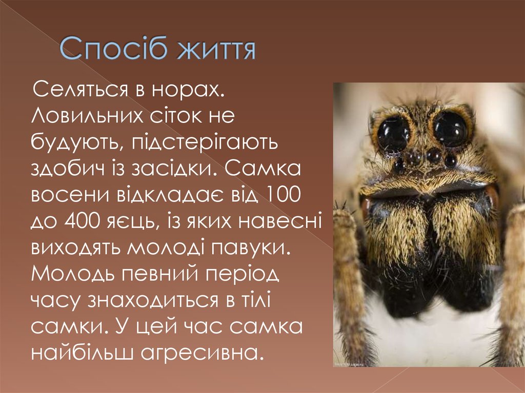 Спосіб життя