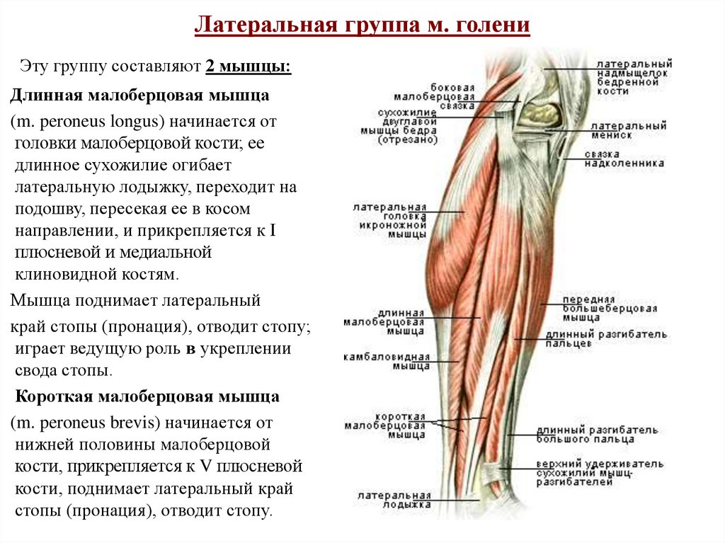 Передне нижний край. Длинная малоберцовая мышца (m. Fibularis Longus). Анатомия мышц голени передняя группа. Мышцы голени передняя задняя латеральная группа. Переднелатеральная группа мышц голени.