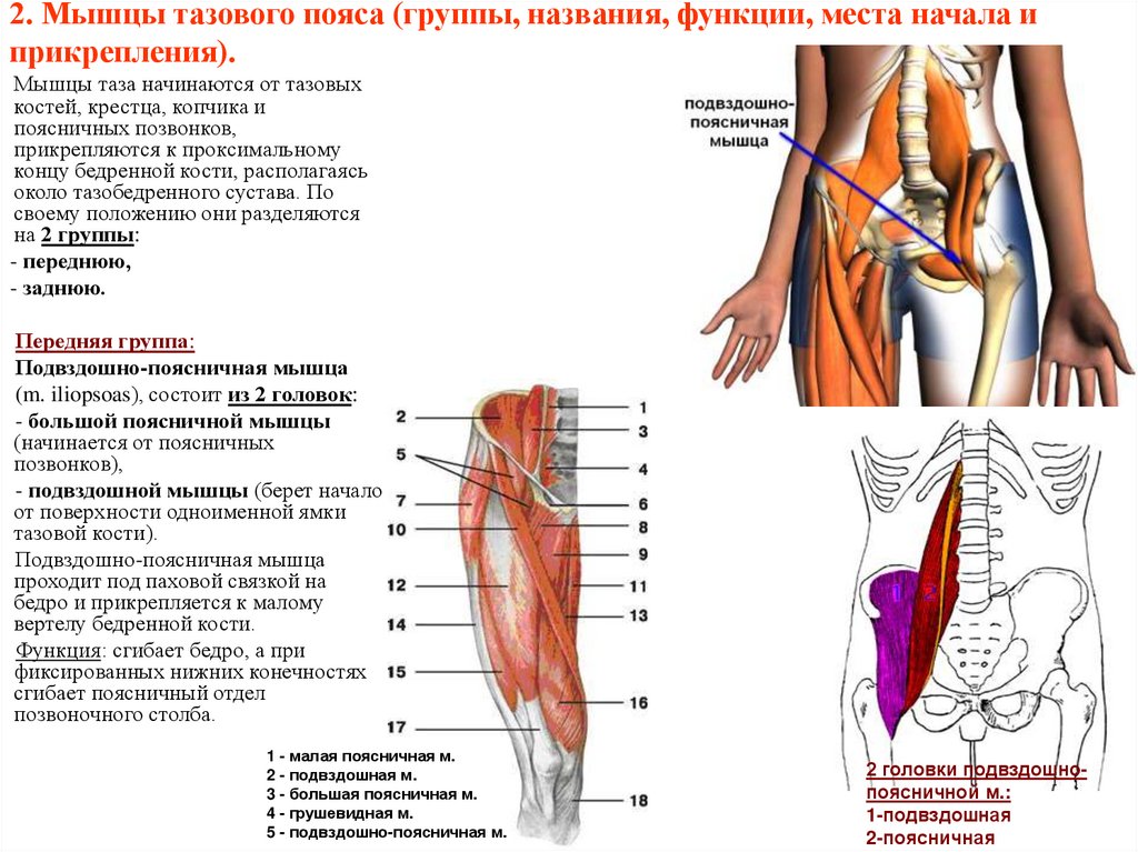 Связка ноги бедра