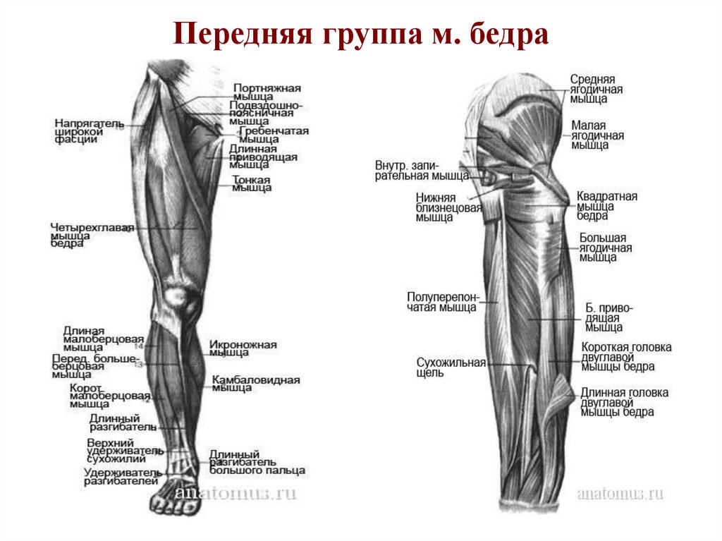 Бедро часть тела человека. Передняя группа мышц нижней конечности. Мышцы нижней конечности конечности анатомия. Мышцы нижней конечности передняя группа анатомия. Мышцы пояса нижней конечности передняя группа.