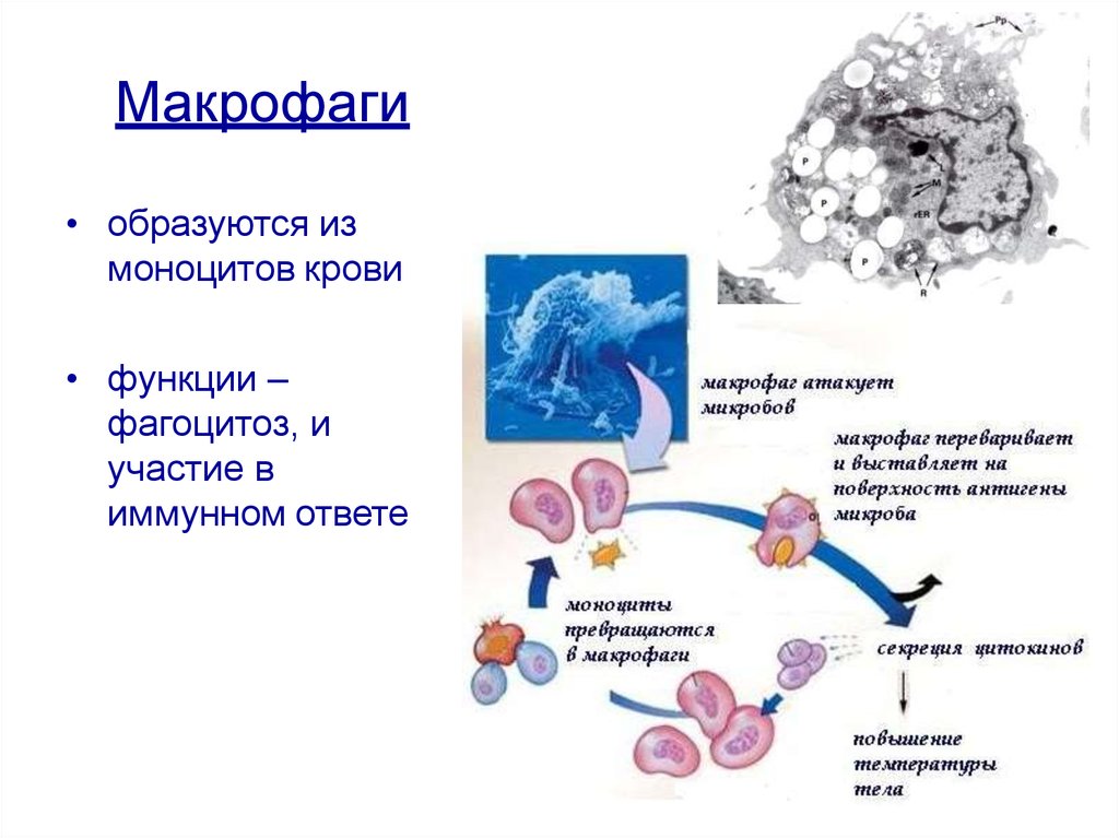 Клетками макрофагами являются