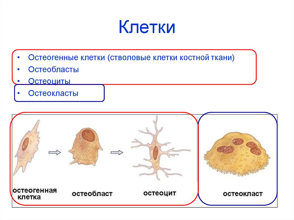 Клетка костной ткани остеоциты