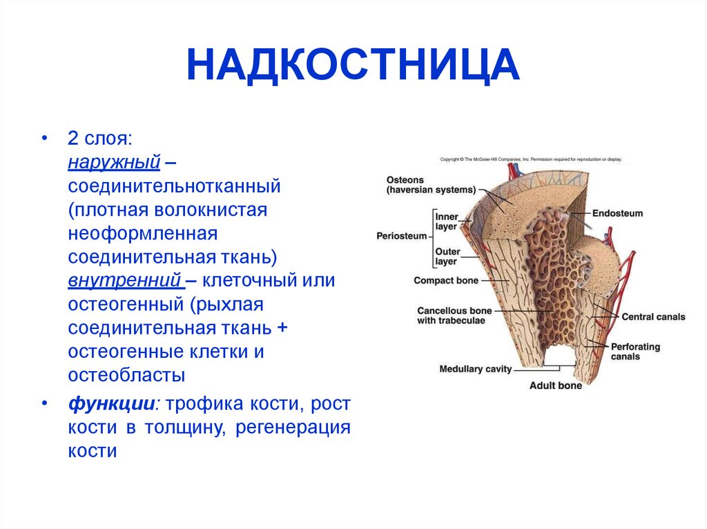 Чем покрыта кость снаружи. Строение надкостницы анатомия. Надкостница челюсти анатомия. Строение надкостницы гистология. Внутренний слой надкостницы функции.