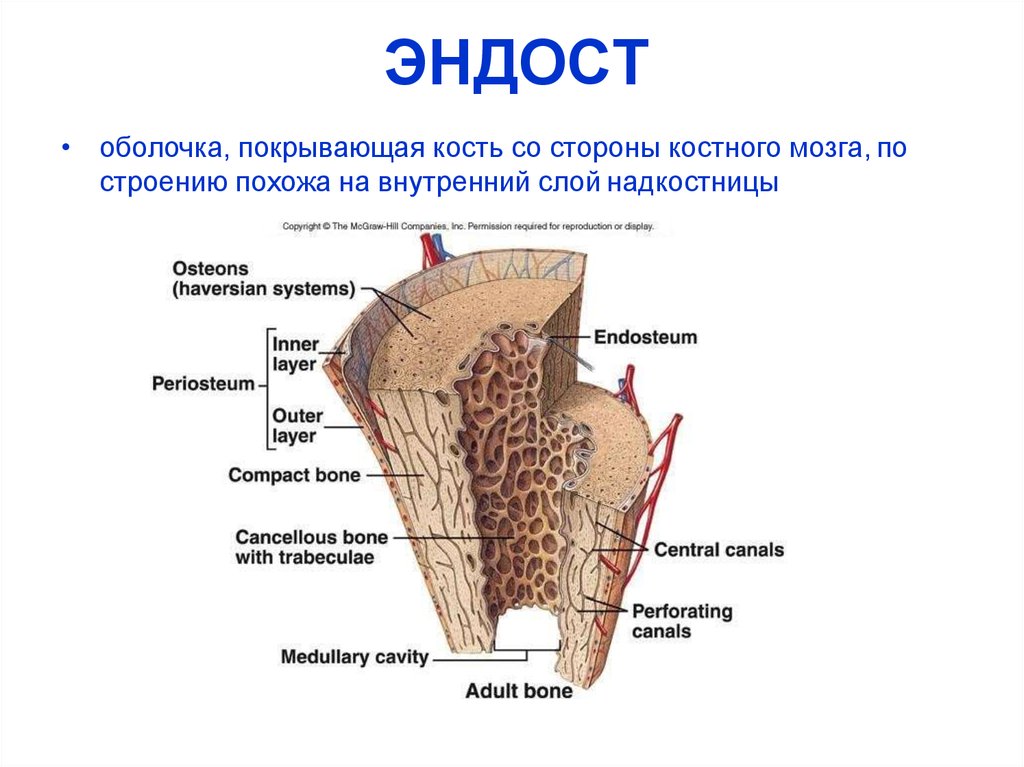 Слои кости. Строение кости эндост. Эндост костной ткани. Эндоста и периоста. Кость периост эндост.