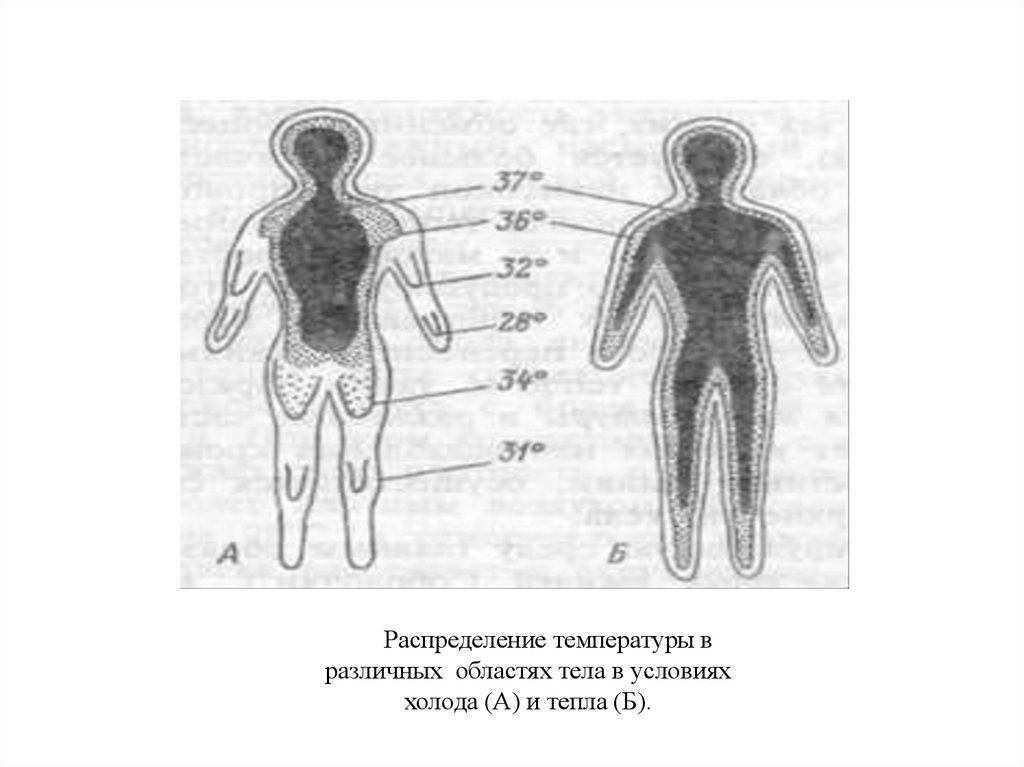 Области тела человека температура. Температура различных областей тела. Распределение температуры тела человека. Распределение температуры тела в теле человека. Температура различных областей тела человека в условиях холода.