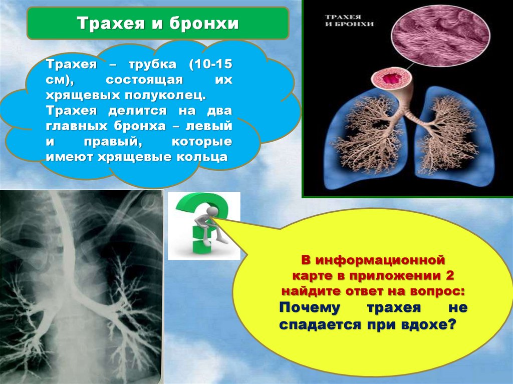 Презентация про бронхи