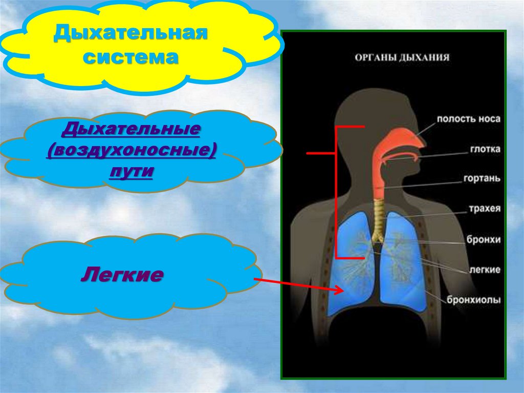 Презентация по биологии 8 класс дыхательная система человека