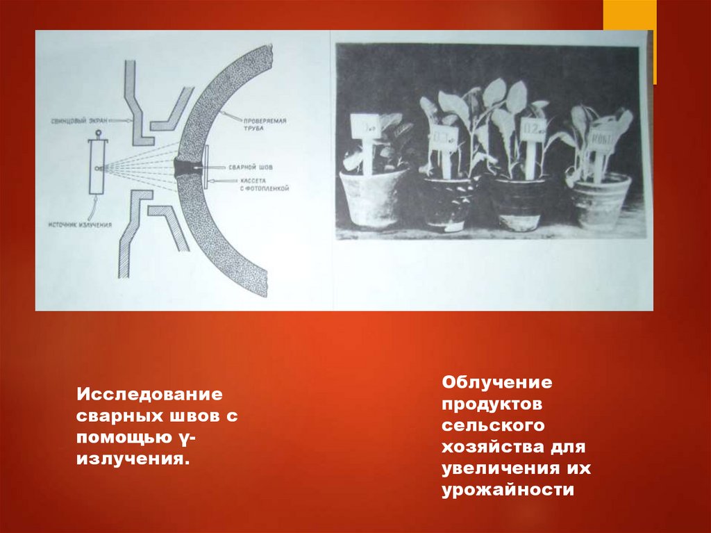 Радиоактивные изотопы в сельском хозяйстве презентация