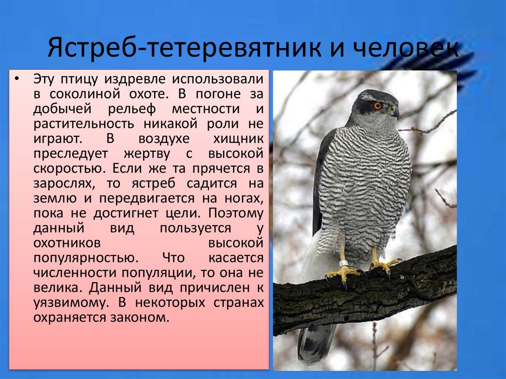 Как изменится численность ястребов тетеревятников и ели. Ястреб-тетеревятник Сибирский. Ястреб тетеревятник голубятники. Ястреб тетеревятник Европейский. Ястреб перепелятник и тетеревятник.